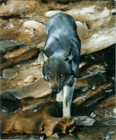 Peinture de jeune loup par Laurence Saunois, artiste peintre animalier