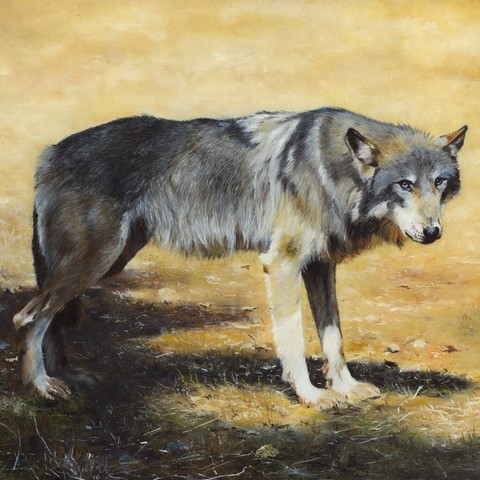 Oil painting of grey wolf by Laurence Saunois, animal painter