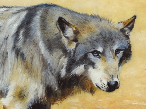 Peinture de loup (détails) par Laurence Saunois,  peintre animalier