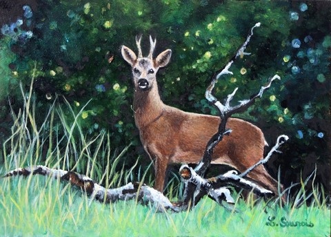 Painting of deer : wildlife artist Laurence Saunois