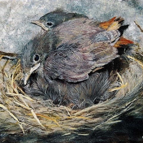 Peinture de rouge-queues au nid par L'artiste Laurence Saunois, peintre animalier