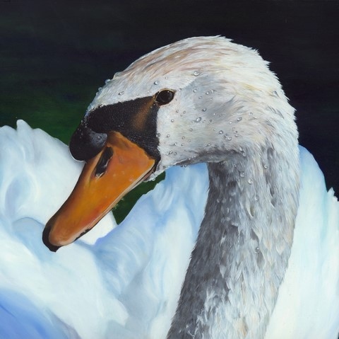 Peinture de cygne blanc par L'artiste Laurence Saunois, peintre animalier