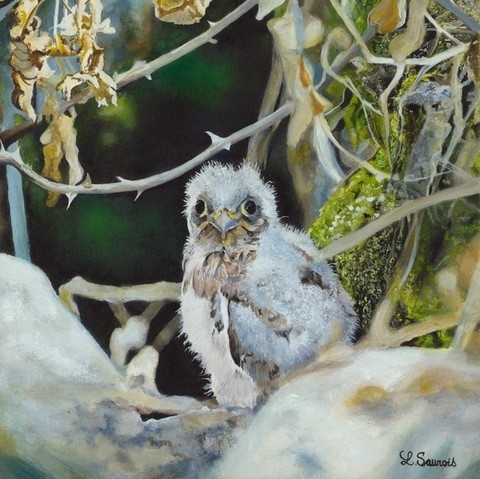 Peinture de faucon crécerelle par L'artiste Laurence Saunois, peintre animalier