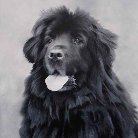 Peinture de chien Terre Neuve par l'artiste Laurence Saunois, peintre animalier