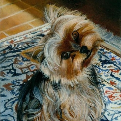 Miniature painting of Yorkshire Terrier dog by the animal painter Laurence Saunois