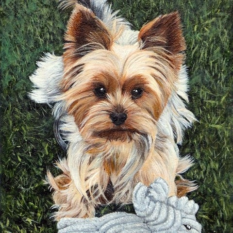 Miniature painting of a Yorkshire Terrier dog in the grass by animal artist Laurence Saunois