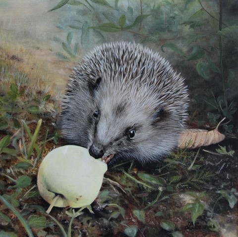 Peinture de hérisson avec une pomme par la peintre animalier Laurence Saunois