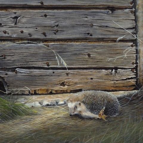 Peinture d'un hérisson par Laurence Saunois, peintre animalier
