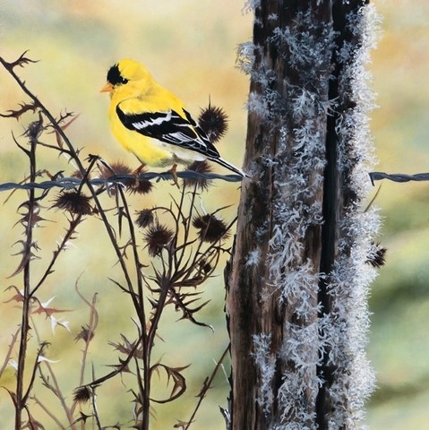 Peinture d'oiseau jaune par Laurence Saunois, artiste peintre animalier