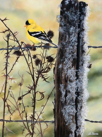 Peinture d'oiseau par Laurence Saunois, artiste peintre animalier