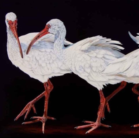 Ibis painting by Laurence Saunois, artist of the light