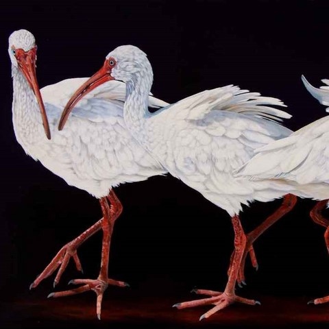 Peinture d'ibis blanc par l'artiste animalier Laurence Saunois