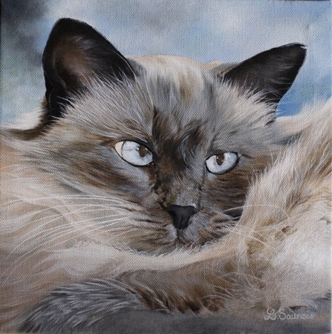 Peinture de chat aux yeux bleus par l'artiste Laurence Saunois, peintre animalier
