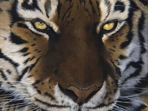 Peinture d'un portrait de tigre avec des yeux dorés par Laurence Saunois, artiste animalier