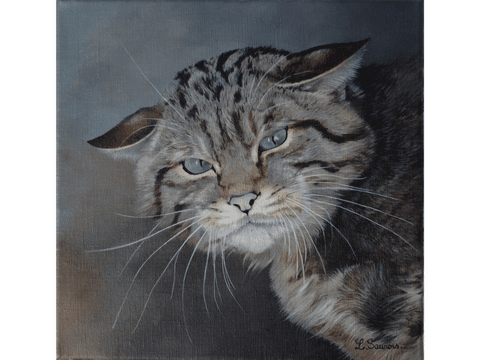 Peinture de chat sauvage par Laurence Saunois, artiste peintre animalier