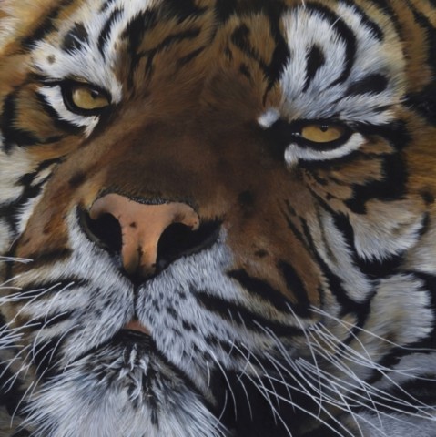 Peinture d'un portrait de tigre en gros plan - artiste Laurence Saunois 