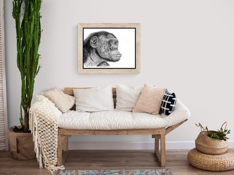 Dessin de chimpanzé dans un salon par Laurence Saunois, peintre animalier