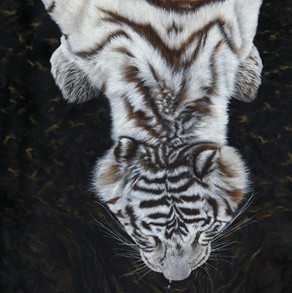 Scratchboard portrait of a white tiger seen from above, drinking – wildlife artist Laurence Saunois