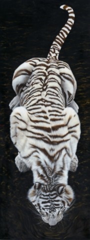 Peinture de tigre blanc vue du dessus par la peintre animalier Laurence Saunois