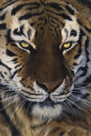 Peinture de tigre par Laurence Saunois, artiste peintre animalier