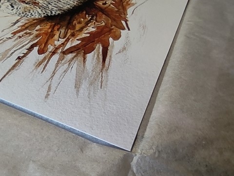 Tirage d'art d'un dessin de bécasse (papier) par la peintre Laurence Saunois, le papier utilisé