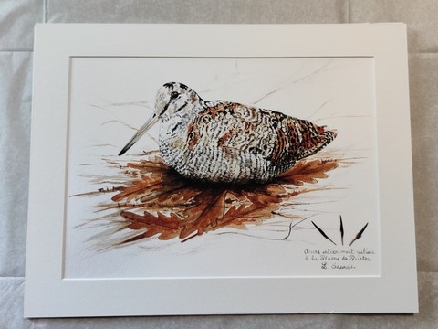 Fine art print of a woodcock drawing (with passe-partout) by painter Laurence Saunois - frame
