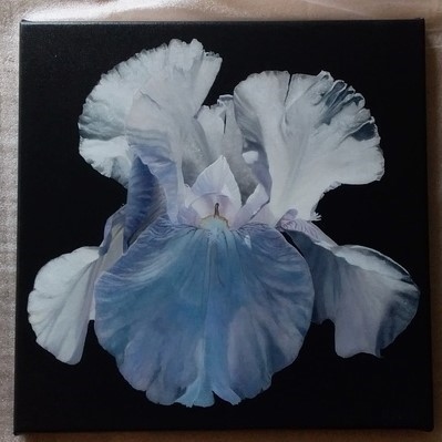 Tirage d'art d'après une Peinture d'iris par Laurence Saunois, peintre animalier