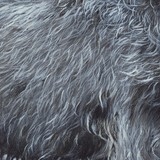 Fur details from a painting by animal artist Laurence Saunois