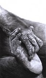Pied et main de Bonobo par Laurence Saunois, artiste peintre animalier