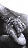 Drawing of foot and hand of bonobo by Laurence Saunois, Animal Artist