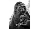 Dessin de gorilles par Laurence Saunois, Artiste peintre animalier