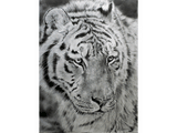 Dessin d'un tigre par Laurence Saunois, artiste animalier