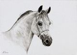 Dessin de cheval PSA par Laurence Saunois, Artiste animalier