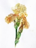 Aquarelle Botanique d'iris jaune par Laurence Saunois, artiste peintre animalier