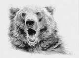 Dessin d'ours des Pyrénées par Laurence Saunois, artiste animalier