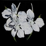 Peinture de fleurs blanches par Laurence Saunois, artiste peintre animalier