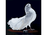 Peinture de pigeon blanc par Laurence Saunois, artiste peintre animalier