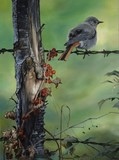 Peinture d'oiseau (rouge-queue) par Laurence Saunois, artiste peintre animalier
