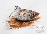 Woodcock realized with the woodcock feather by Laurence Saunois, animal artist