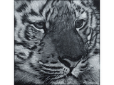 Scratchboard de tigre par Laurence Saunois, artiste peintre animalier