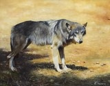 Wolf, painting by Laurence Saunois, wildlife artist