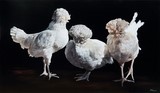 Peinture de poules blanches par Laurence Saunois, peintre animalier