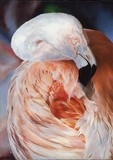 Bird painting by Laurence Saunois, wildlife artist