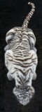 Peinture de tigre blanc vue du dessus par la peintre animalier Laurence Saunois