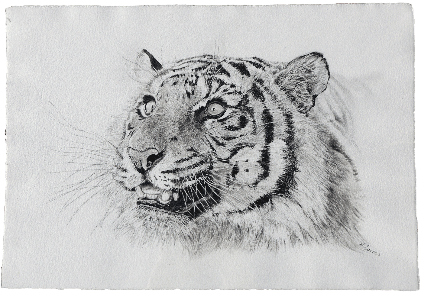 Scratchboard Tigreau by Laurence Saunois, animal artist